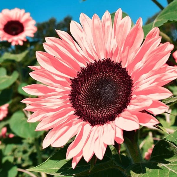 50 stücke Non-GMO rosa Sonnenblumenkerne zum Pflanzen - Hohe Keimrate - Heirloom Blumenvielfalt für Ihre schöne Gartenbepflanzung