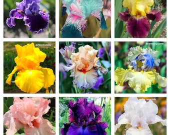 Mixed Color Rare Iris Flower Seeds (30pcs) - Perennial, Bearded Iris for Autumn Blooms - Easy to Grow Indoor Plants