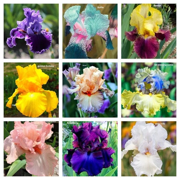 Mixed Color Rare Iris Flower Seeds (30pcs) - Perennial, Bearded Iris for Autumn Blooms - Easy to Grow Indoor Plants