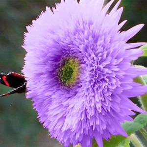 50pcs Rare Purple Teddy Bear Sunflower Seeds for Planting - Stunning Home Garden Blooms Non GMO Heirloom Garden - Planting Instructions