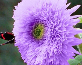 50pcs Rare Purple Teddy Bear Sunflower Seeds for Planting - Stunning Home Garden Blooms Non GMO Heirloom Garden - Planting Instructions