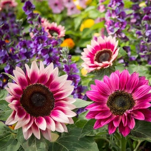 50 PCS Strawberry Blonde Hybrid Sunflower Seeds - Non-GMO Heirloom Variety for Your Flourishing Garden