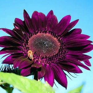 50pcs Purple Sunflower Seeds for Planting Non GMO Heirloom Garden Planting Instructions for Easy Grow Great Gardening Gifts image 4