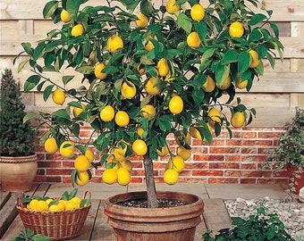 30pcs Perfume Lemon Seeds  Grow Your Own Delicious Fruit-Bearing Bonsai Tree - Non-GMO, Heirloom, and Organic Seeds for a High Survival Rate