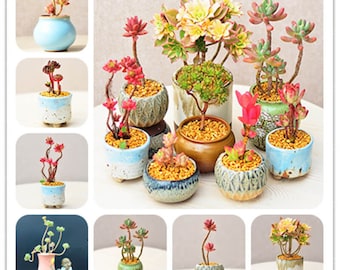 Rare Beauty Succulents Seeds, Mixed 100pcs/pack