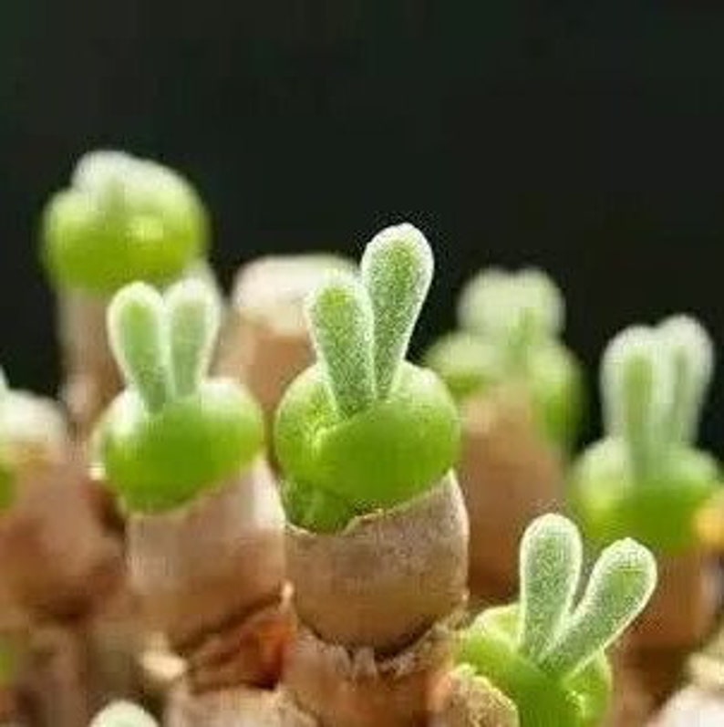 Monilaria Obconica Bunny Seeds, Succulents Seeds, 100pcs/pack image 4