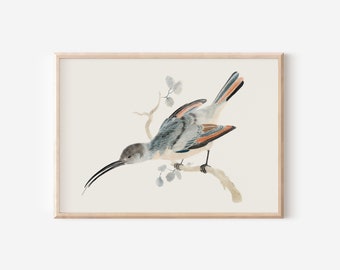 Hummingbird Bird Vintage Print | Spring Country Birds Garden | Neutral Antique Painting | Digital PRINTABLE Wall Art