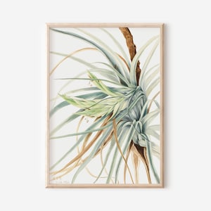 May include: A watercolor painting of a light green and brown air plant with a white background. The plant is in a framed print with a light wood frame.