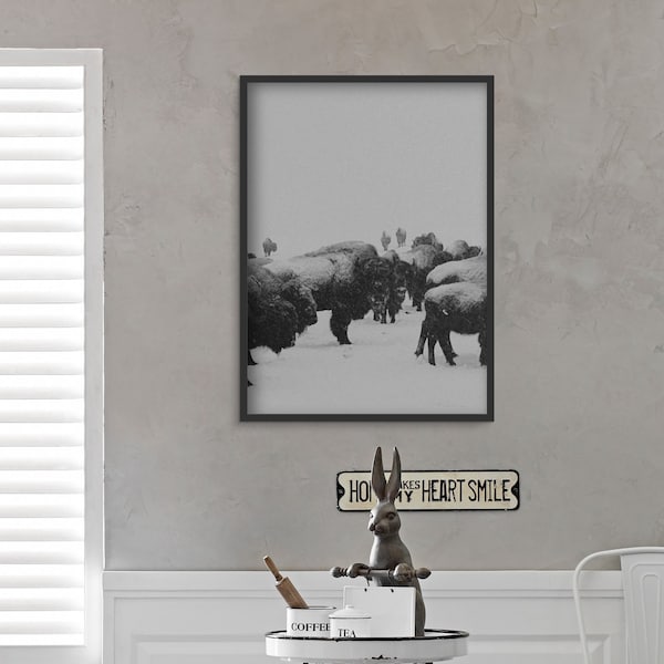 Black and White Photography Digital Print (20x30) Wildlife Scene, Landscape, Vintage Photo, Wall Art, Home Decor, Farm House, Buffalo, Bison