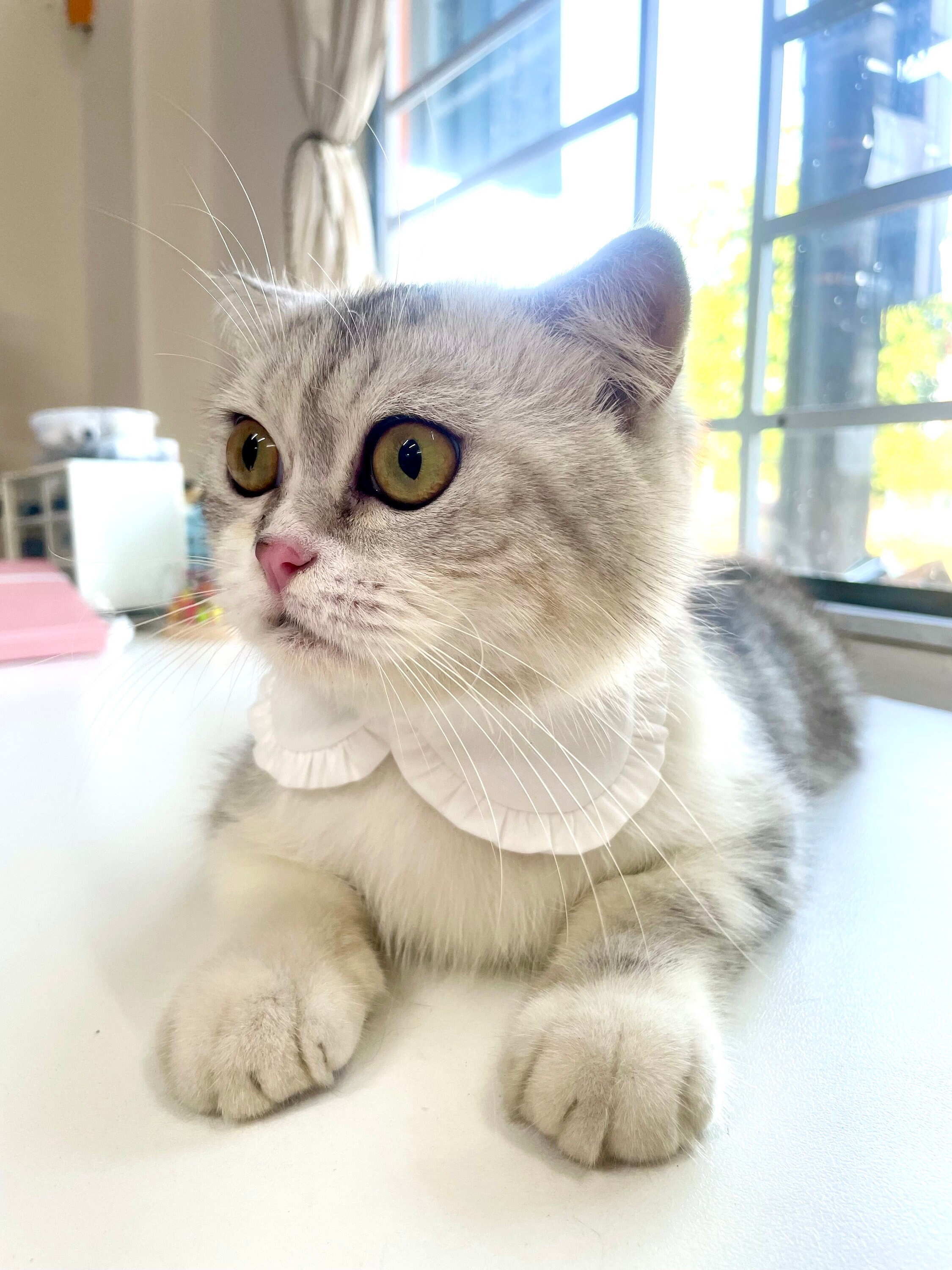 White Cat Collar, Shirt Cat Collar, Checked Cat Collar, Styled Cat ...