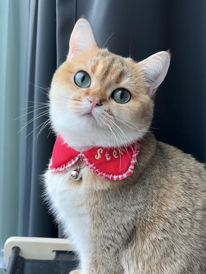 Nerdy cat collars hotsell