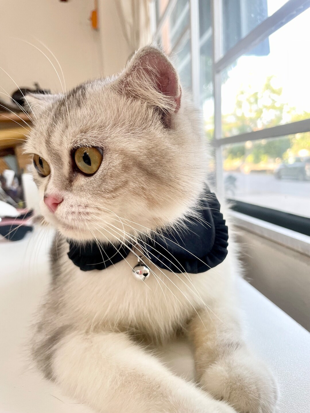 Black Cat Collar, Shirt Cat Collar, Checked Cat Collar, Styled Cat ...