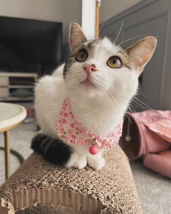 Cat Collar, Shirt cat collar, Cherry cat collar, Styled cat collar, Unique  cat collar, Safety collar with bell, Cat gifts, Gift for cat