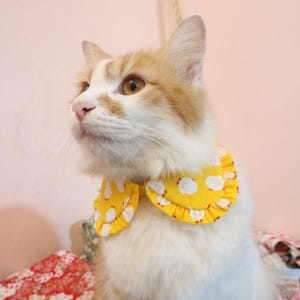 Pode incluir: Um gato branco e laranja usando um colar amarelo e branco com babados com estampa de frango. O colar tem um babado branco ao redor da borda.