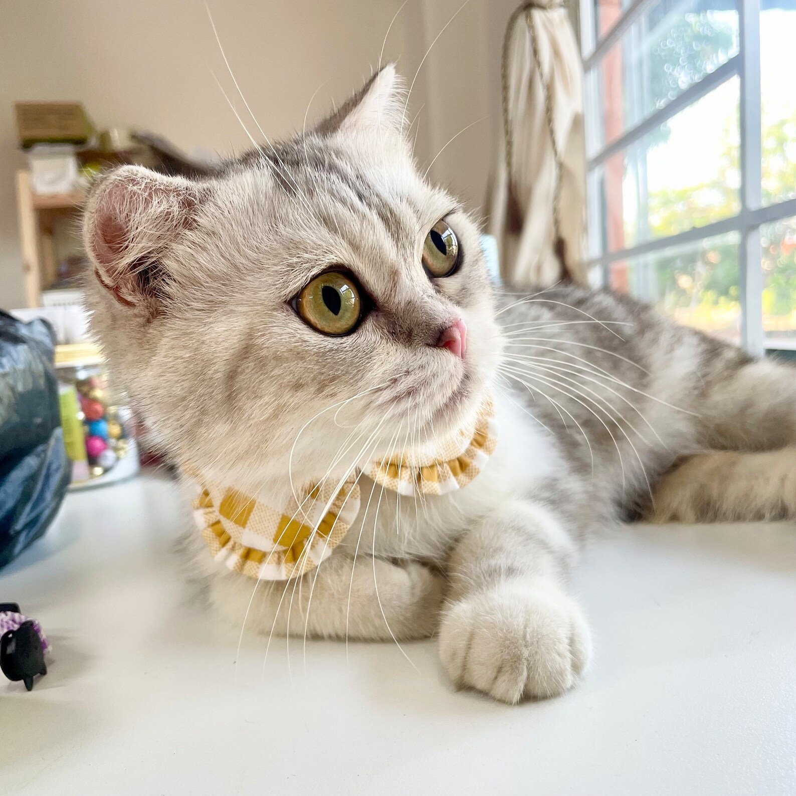 Checked Cat Cat Collar, Shirt Cat Collar, Checked Cat Collar, Unique Cat Collar ...