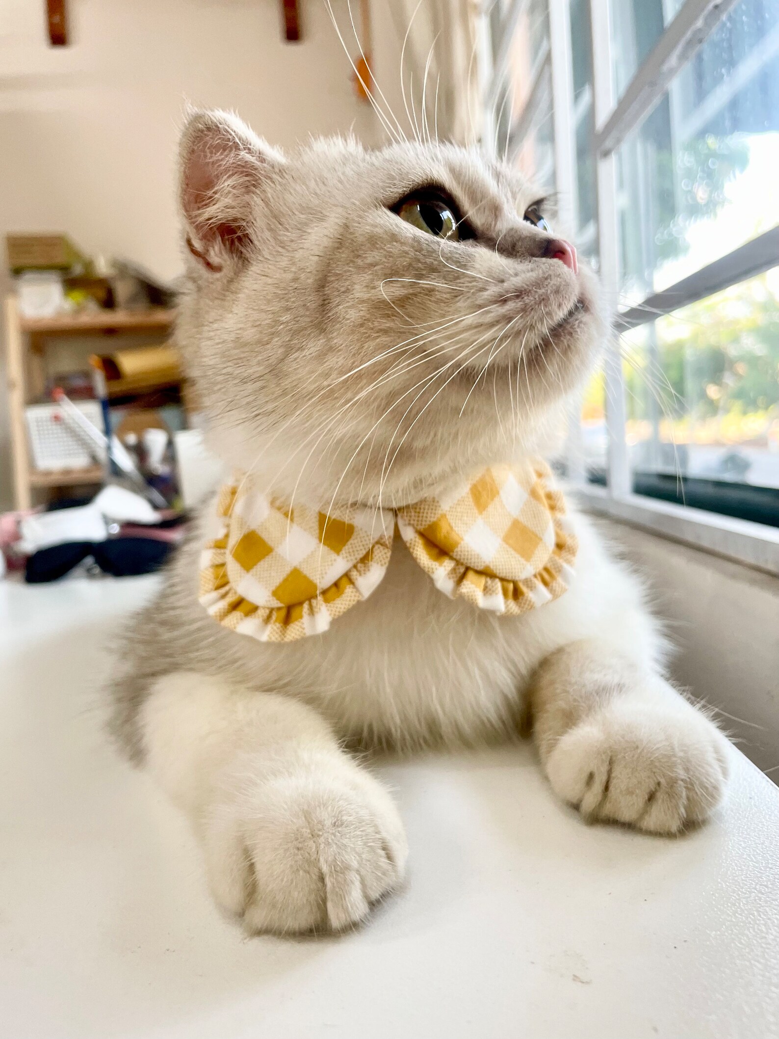 Checked Cat Cat Collar, Shirt Cat Collar, Checked Cat Collar, Unique Cat Collar ...