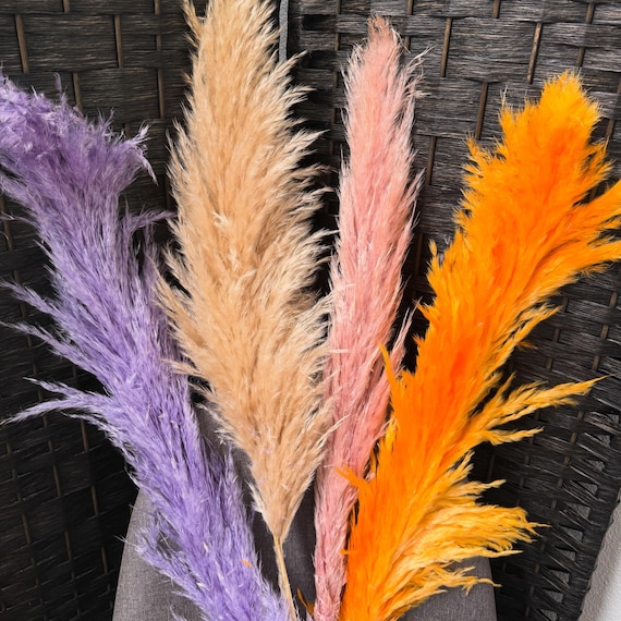 Tall and colourful Pampas Grass