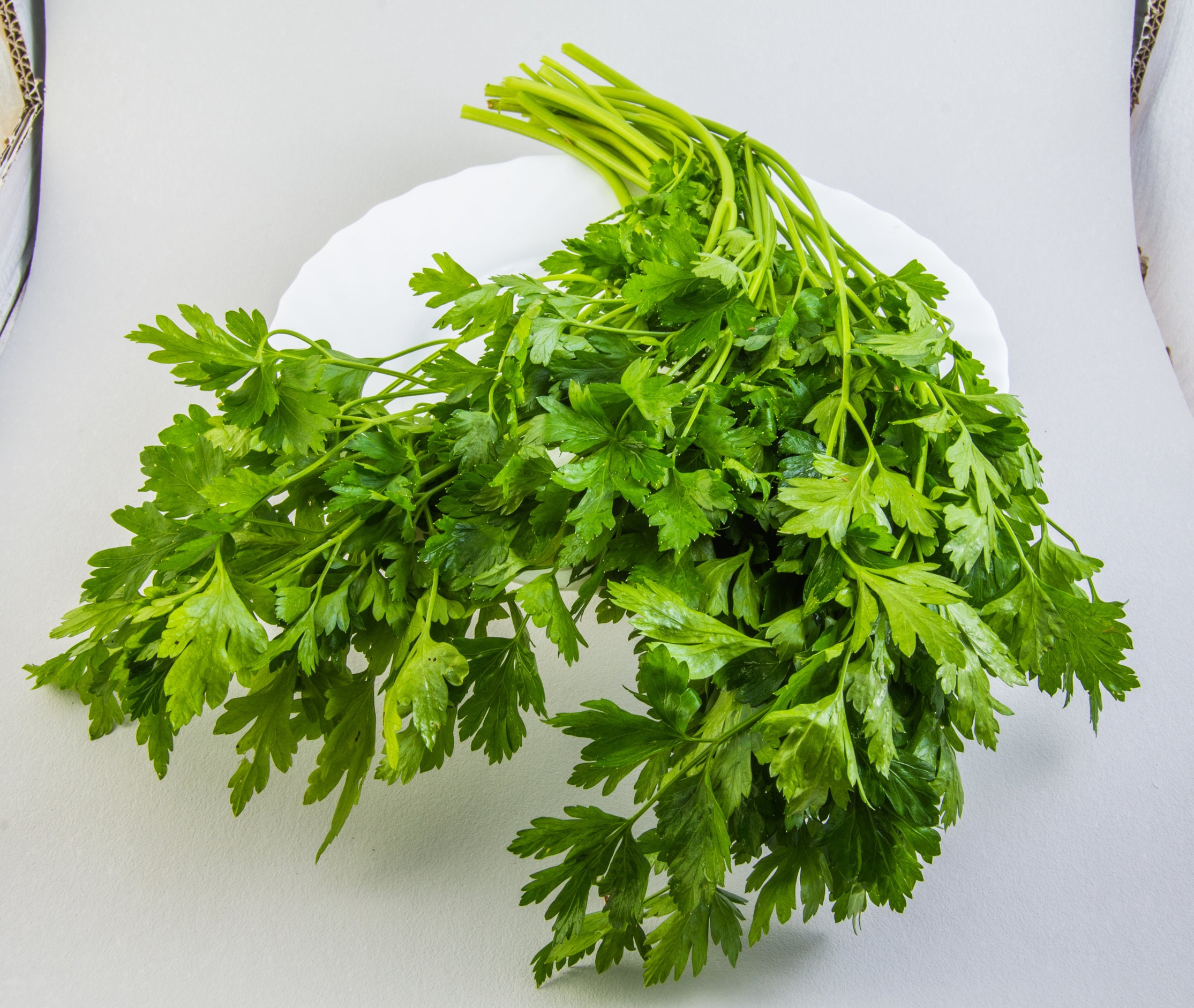 Organic italian Flat Leaf Parsley LIVE PLANT Etsy