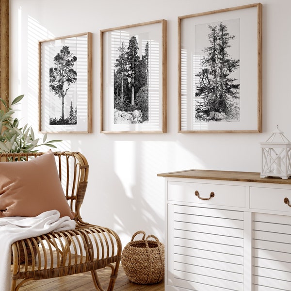 Vintage Botanical Tree Sketch Gallery Wall Set of 3 Digital Prints Download, Etching Nature Tree Sketches Print, Antique Farmhouse Wall Set