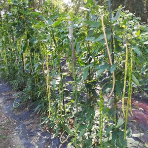 Può includere: Una fila di piante di fagiolini che crescono in un giardino. Le piante sono alte e hanno lunghi fagiolini verdi che pendono da esse. I fagiolini crescono su un telo di plastica nero.
