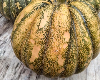 May include: Close-up of several pumpkins with a mottled pattern. The pumpkins have a mix of green and tan colors, with a textured surface. The pumpkins are sitting on a weathered wooden surface.