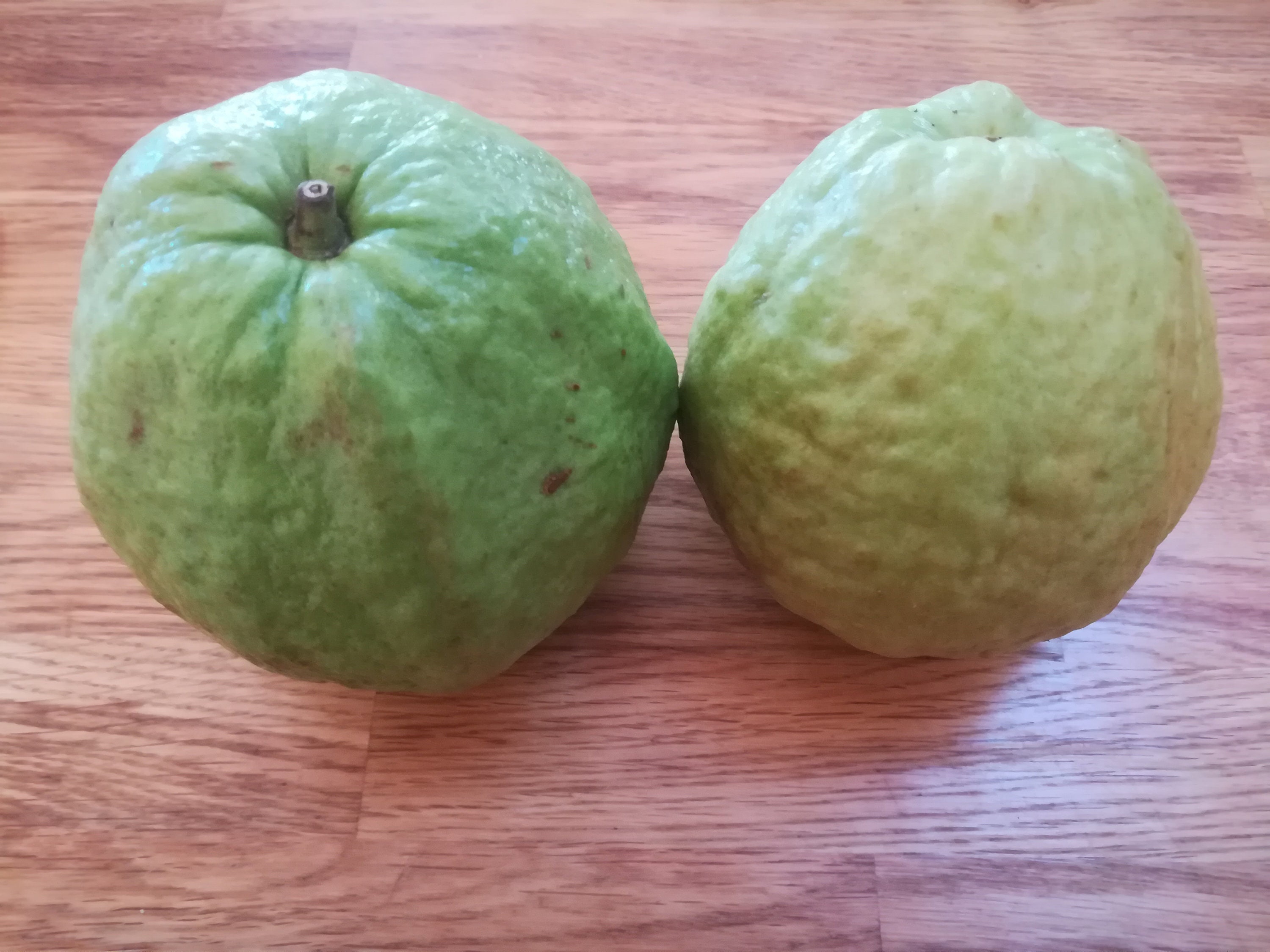 Guava seeds - Etsy 日本