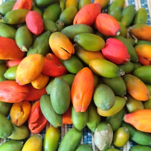 10 gnetum gnemon melinjo seeds, no GMO USA seller