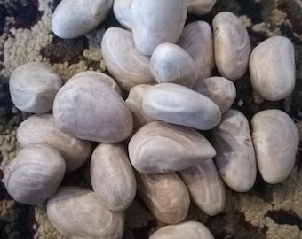 10 nasion owocu słodkiej jackfruit.