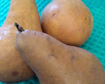 May include: Three ripe brown pears on a turquoise background. The pears are arranged in a triangular shape, with the largest pear at the top and the two smaller pears at the bottom.