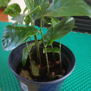 Jack fruit  plant, sweet, grow from seedling, Jack fruit plant Tropical fruit tree pot not include.