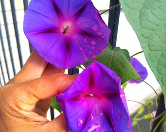May include: Two purple morning glory flowers with pink centers and water droplets on the petals. The flowers are growing on a vine and are being held by a hand.