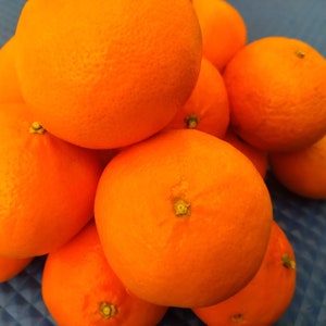 15 Australia orange seeds , sweet juice, new NO GMO.