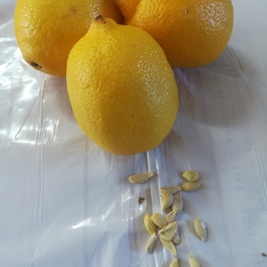 10 grosses graines de citron jaune. neuf, vendeur américain