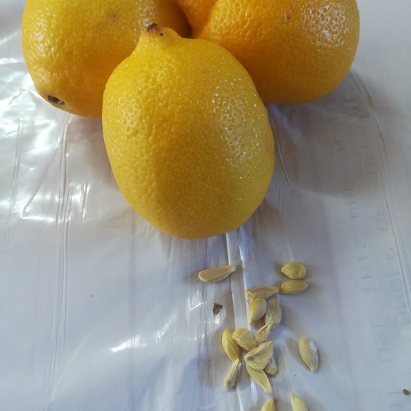 10 Big Lemon seeds color yellow. new, USA Seller