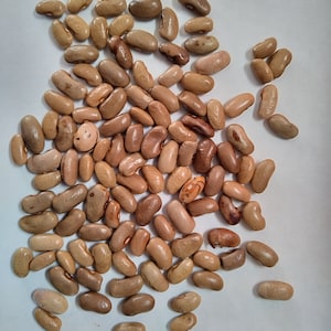 25 pole green bean , New, USA seller
