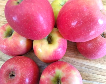 25 pink Lady Apple seeds,  Sweet and Tart,New USA