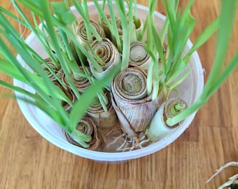 Könnte beinhalten: Eine transparente Plastikschüssel gefüllt mit gerollten Pflanzenstängeln und grünen Trieben. Die Stängel sind beige und weiß, mit einem Spiralmuster. Die grünen Triebe sind lang und dünn, mit einer leuchtenden grünen Farbe. Die Schüssel steht auf einer Holzoberfläche.