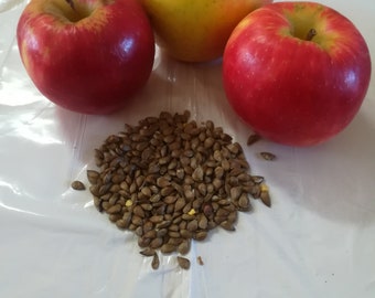 Honey crisp Apple seeds 25 seed USA Seller