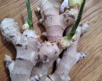 2 organiczne imbiry, nowy sprzedawca w USA. Organiczny, bez GMO, sprzedawca w USA.