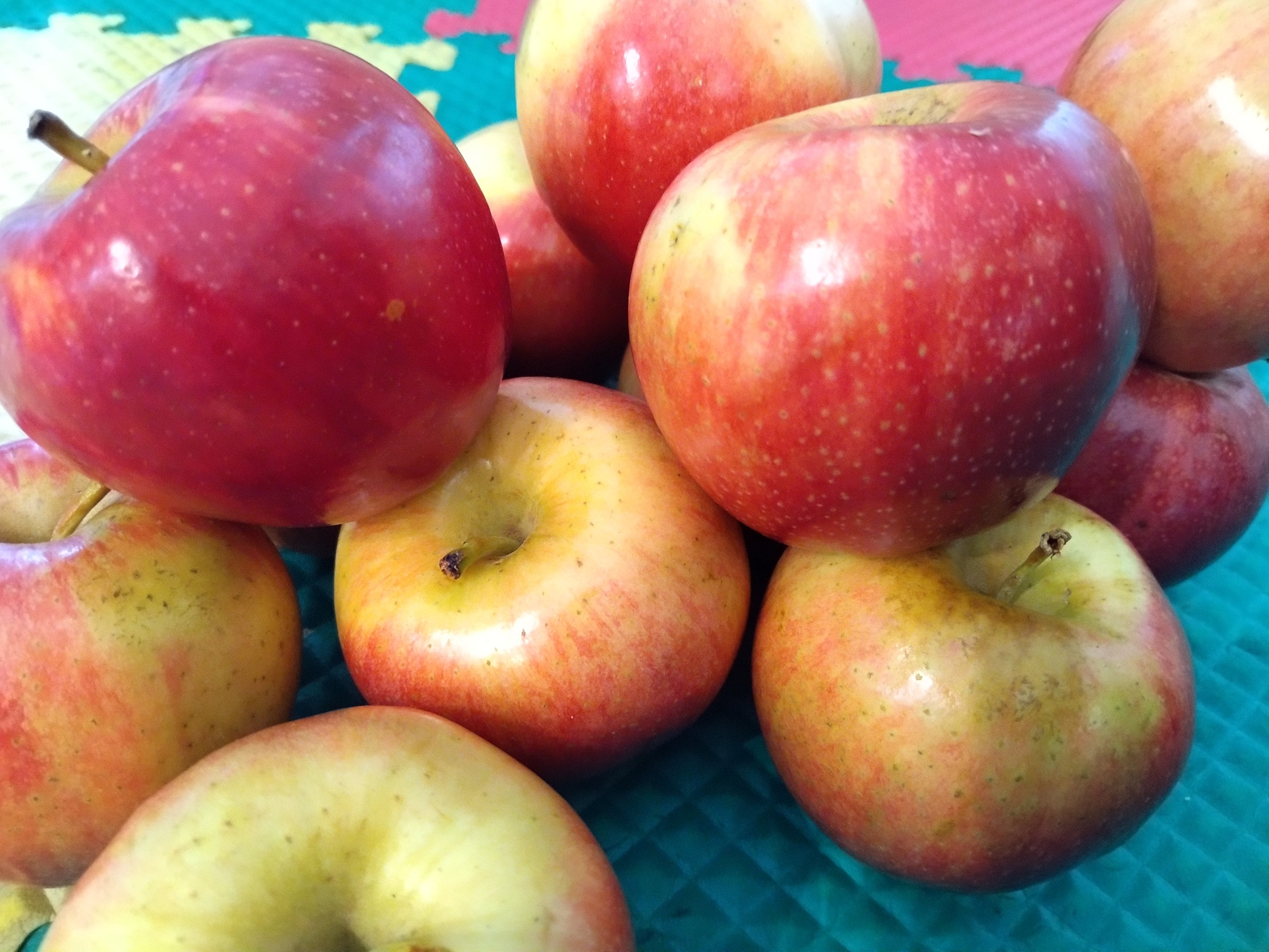 25 Gala Apple Seeds New No GMO USA Seller. Etsy