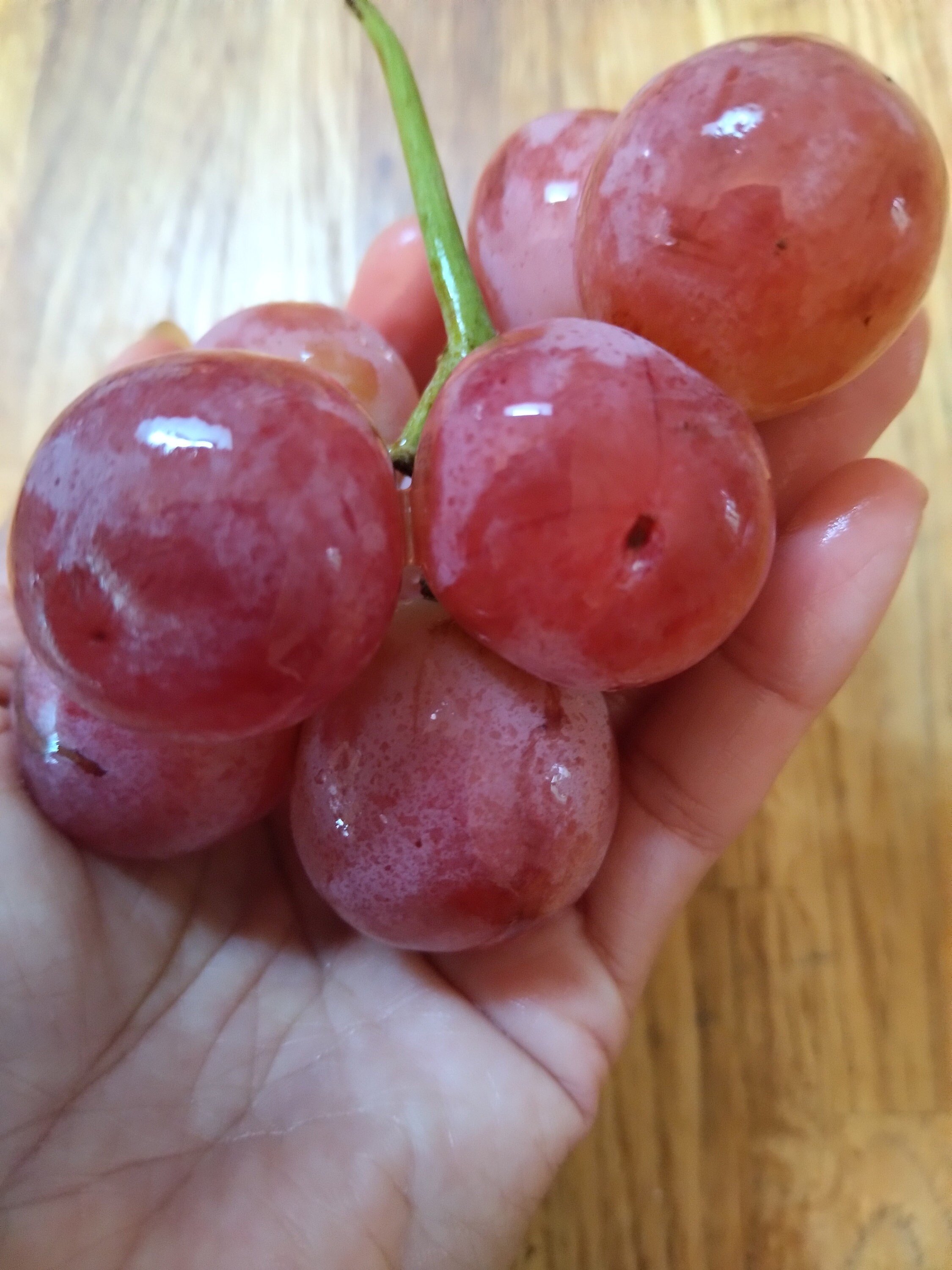 15 Red Giant Seeds Grape Sweet and Juice , Organic USA Seller. Etsy