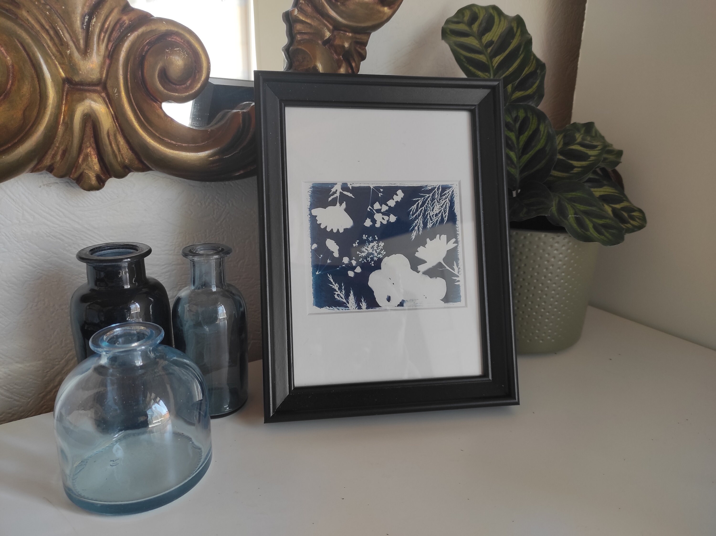 Cyanotype Botanique Encadré