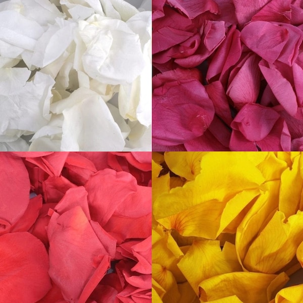 Real Rose Petal Etsy