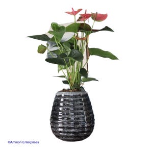 Könnte beinhalten: Eine rosa Anthurium-Pflanze in einem schwarz-weiß gesprenkelten Keramiktopf. Die Pflanze hat mehrere große grüne Blätter und mehrere rosa Blüten.