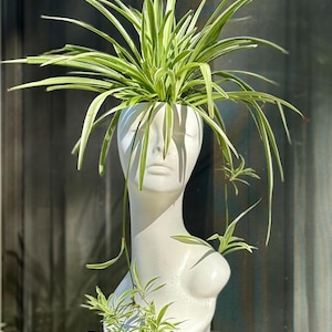 Puede incluir: Una maceta de busto blanco con rostro, cuello y torso, que contiene una planta ara&ntilde;a. La planta tiene hojas largas, verdes y blancas a rayas. La maceta est&aacute; sobre una mesa negra.