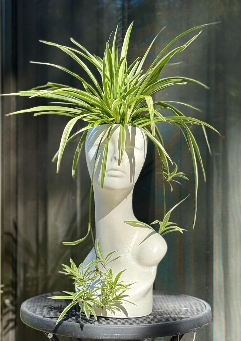 Puede incluir: Una maceta de busto blanco con rostro, cuello y torso, que contiene una planta ara&ntilde;a. La planta tiene hojas largas, verdes y blancas a rayas. La maceta est&aacute; sobre una mesa negra.