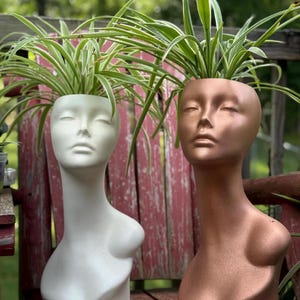 May include: Two decorative head planters, one white and one bronze, each holding a spider plant. The planters are shaped like busts with closed eyes and are placed on a wooden surface. The plants have long, green and white striped leaves.