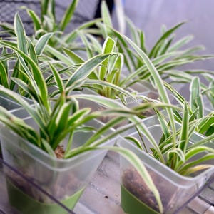 small spider plants