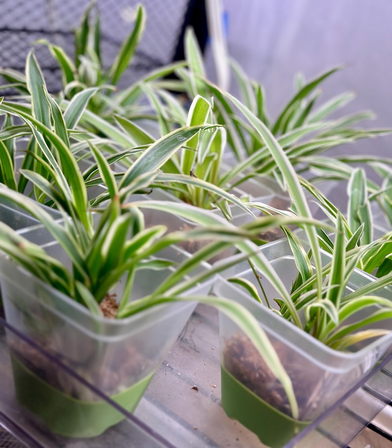 small spider plants