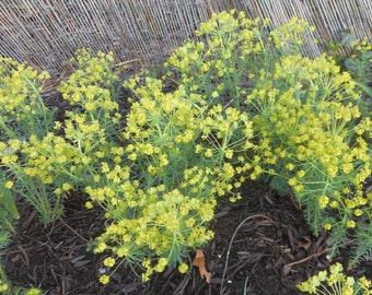 Look! Gopher Spurge - 4 Live rooted plants- helps to keep voles, moles out!!